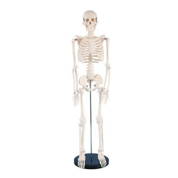 Анатомическая модель человеческого скелета в натуральную величину, подвижные руки и ноги для больничной лаборатории 0