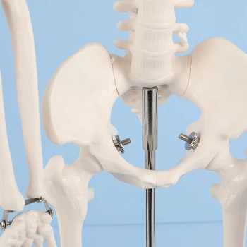 Анатомическая модель человеческого скелета в натуральную величину, подвижные руки и ноги для больничной лаборатории 2