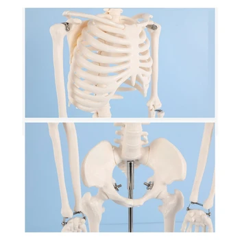 Анатомическая модель человеческого скелета в натуральную величину, подвижные руки и ноги для больничной лаборатории 3