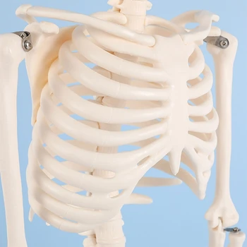 Анатомическая модель человеческого скелета в натуральную величину, подвижные руки и ноги для больничной лаборатории 4
