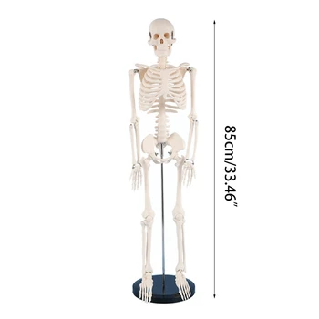 Анатомическая модель человеческого скелета в натуральную величину, подвижные руки и ноги для больничной лаборатории 5