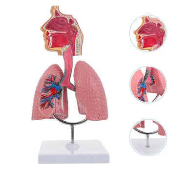 Система обучения модели анатомии легких Модель дисплея человека Школа легких Анатомическое сердце Обучающая игрушка для носа