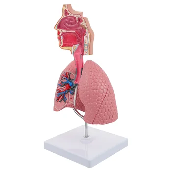 Система обучения модели анатомии легких Модель дисплея человека Школа легких Анатомическое сердце Обучающая игрушка для носа 5