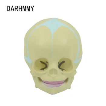 DARHMMY - Анатомическая модель медицинского черепа младенца-эмбриона человека.