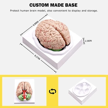 2X Человеческий Мозг, Анатомическая Модель Человеческого Мозга В Натуральную Величину С Основанием Дисплея, Для Изучения в классе Естественных Наук и преподавания Дисплей B 1
