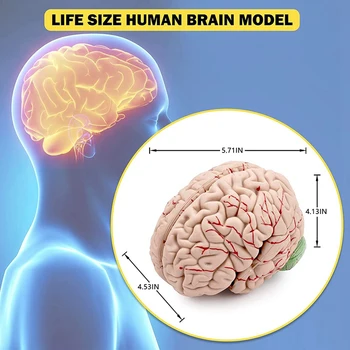2X Человеческий Мозг, Анатомическая Модель Человеческого Мозга В Натуральную Величину С Основанием Дисплея, Для Изучения в классе Естественных Наук и преподавания Дисплей B 5