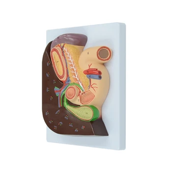 Анатомическая модель печени, желчного пузыря и поджелудочной железы для медицинского отчета об исследовании заболеваний. 2