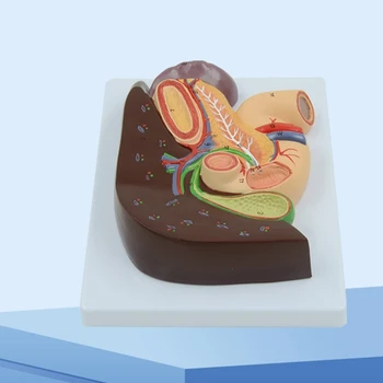 Анатомическая модель печени, желчного пузыря и поджелудочной железы для медицинского отчета об исследовании заболеваний. 3