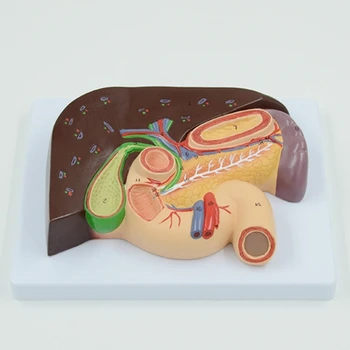 Анатомическая модель печени, желчного пузыря и поджелудочной железы для медицинского отчета об исследовании заболеваний. 4