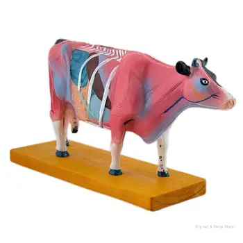 Анатомическая модель Коровы животного M17F Анатомическая модель Коровы для иглоукалывания и прижигания, 0