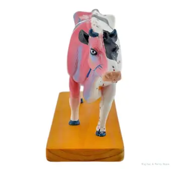 Анатомическая модель Коровы животного M17F Анатомическая модель Коровы для иглоукалывания и прижигания, 2
