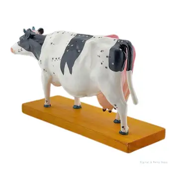 Анатомическая модель Коровы животного M17F Анатомическая модель Коровы для иглоукалывания и прижигания, 4