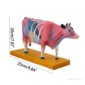 Анатомическая модель Коровы животного M17F Анатомическая модель Коровы для иглоукалывания и прижигания, 5