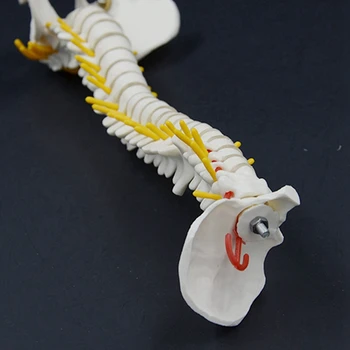 2ШТ 45 см Человеческий позвоночник С моделью таза Анатомическая Анатомия человека Модель позвоночника Модель позвоночного столба + Гибкая подставка 5
