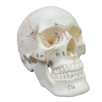 Модель человеческого черепа co231 в натуральную величину, Анатомия взрослого человека, Модель скелета головы со съемной черепной крышкой