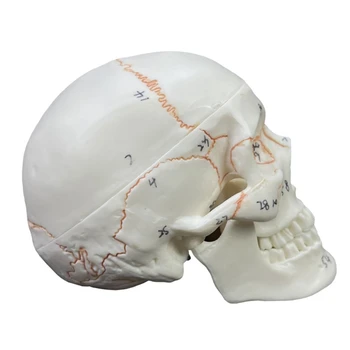 Модель человеческого черепа co231 в натуральную величину, Анатомия взрослого человека, Модель скелета головы со съемной черепной крышкой 3