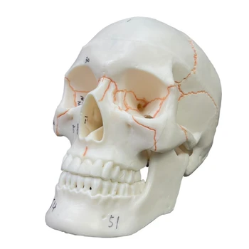 Модель человеческого черепа co231 в натуральную величину, Анатомия взрослого человека, Модель скелета головы со съемной черепной крышкой 4