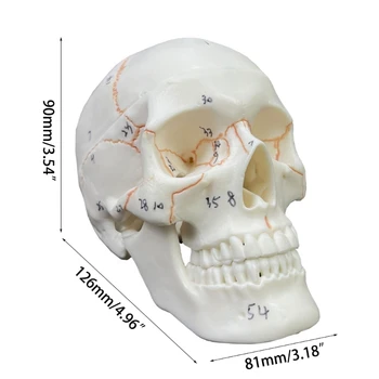 Модель человеческого черепа co231 в натуральную величину, Анатомия взрослого человека, Модель скелета головы со съемной черепной крышкой 5