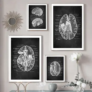 Винтажный Художественный плакат с анатомией человеческой головы, Медицинская Настенная картина, Нейробиология мозга, холст, печать, декор для кабинета врача, клиники