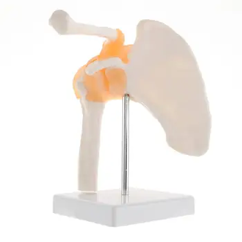Анатомическая модель функционального плечевого сустава человека, Учебные материалы по медицине, Прямая поставка