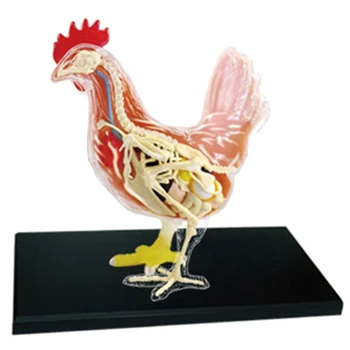 Красно-белый цыпленок 4D Мастер-головоломка для сборки игрушек Биология животных Анатомический орган Обучающая модель Анатомии