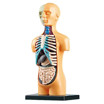 3D Съемная анатомическая модель человеческого туловища Игрушка для обучения строению человеческого тела Для ребенка Ученик