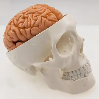 Человеческий Череп из ПВХ В Натуральную Величину, 3 Части С Мозгом, 8 Частей Пронумерованной Модели для Медицинского Исследования