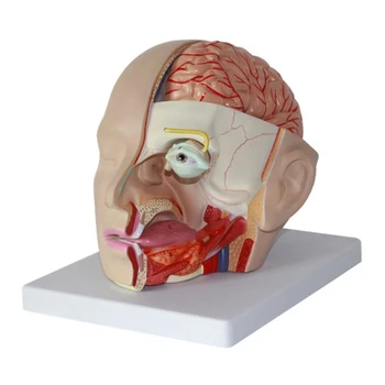 Анатомическая модель мозговой артерии челнока, съемная Анатомическая модель головы человека 0