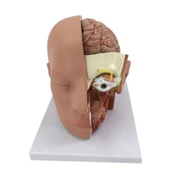 Анатомическая модель мозговой артерии челнока, съемная Анатомическая модель головы человека 4
