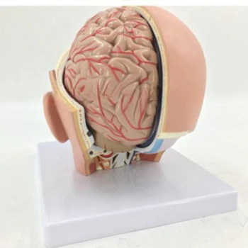 Анатомическая модель мозговой артерии челнока, съемная Анатомическая модель головы человека 5