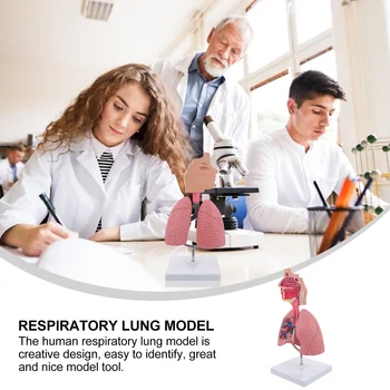 1шт Обучающая Модель Дыхательных путей Модель дисплея Школьной Дыхательной системы Инструмент для отображения модели 1
