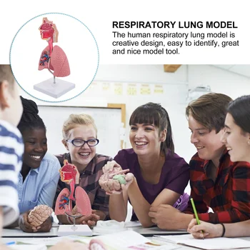 1шт Обучающая Модель Дыхательных путей Модель дисплея Школьной Дыхательной системы Инструмент для отображения модели 2