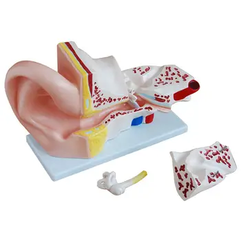 Медицинская модель Анатомии человеческого уха в натуральную величину, состоящая из 3 Съемных секций