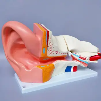 Медицинская модель Анатомии человеческого уха в натуральную величину, состоящая из 3 Съемных секций 1